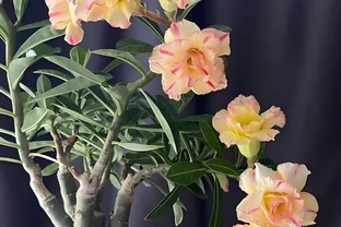 你確定沙漠玫瑰真的適合普通花土嗎