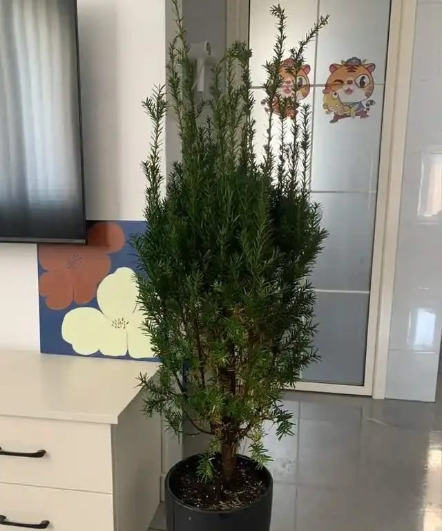 這7種植物「製氧能力」太強,不喜歡也該在室內養盆,對健康友好