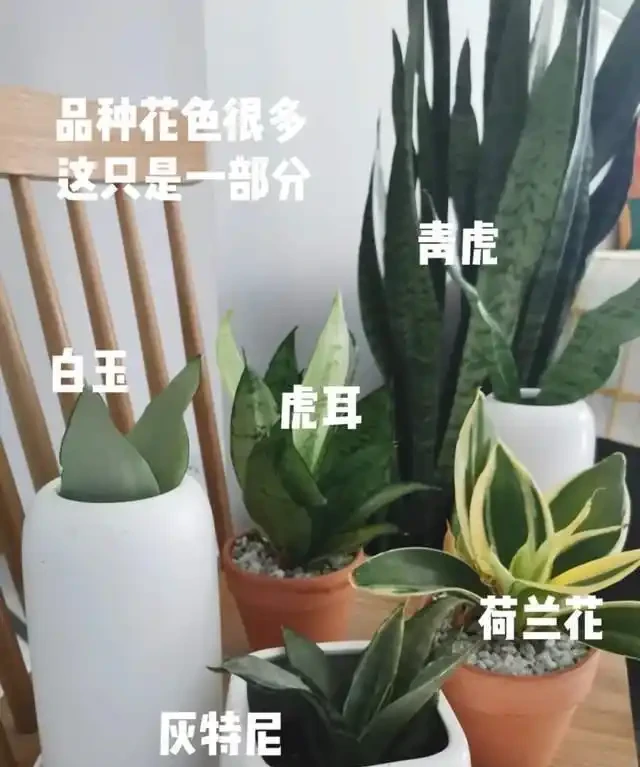 這7種植物「製氧能力」太強,不喜歡也該在室內養盆,對健康友好