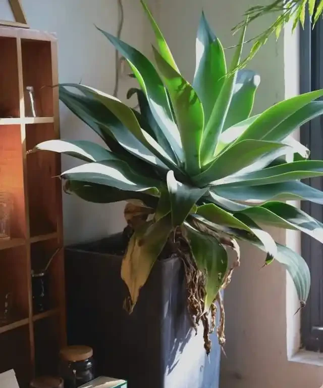 這7種植物「製氧能力」太強,不喜歡也該在室內養盆,對健康友好