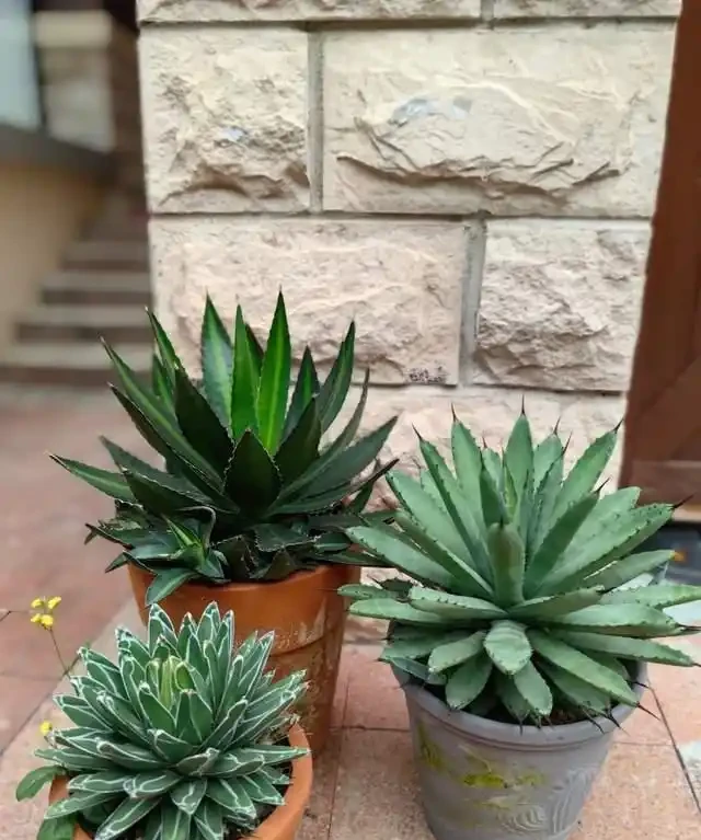 這7種植物「製氧能力」太強,不喜歡也該在室內養盆,對健康友好