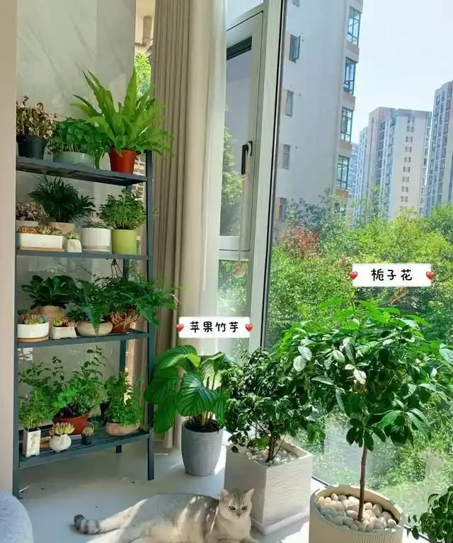 這7種植物「製氧能力」太強,不喜歡也該在室內養盆,對健康友好