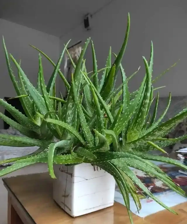 這7種植物「製氧能力」太強,不喜歡也該在室內養盆,對健康友好