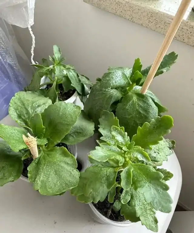 這7種植物「製氧能力」太強,不喜歡也該在室內養盆,對健康友好