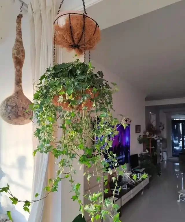 這7種植物「製氧能力」太強,不喜歡也該在室內養盆,對健康友好