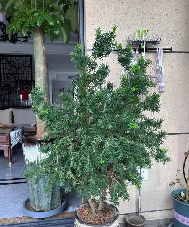 這7種植物「製氧能力」太強,不喜歡也該在室內養盆,對健康友好