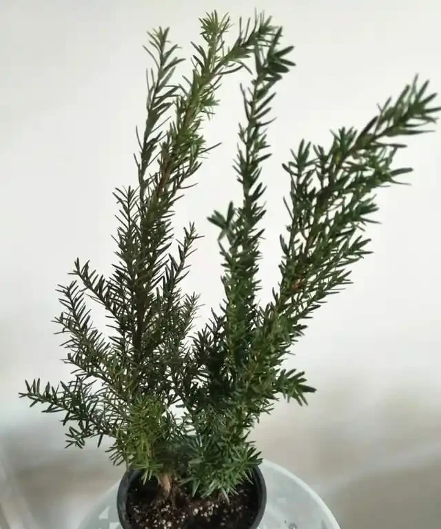 這7種植物「製氧能力」太強,不喜歡也該在室內養盆,對健康友好