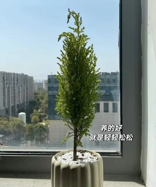 這7種植物「製氧能力」太強,不喜歡也該在室內養盆,對健康友好