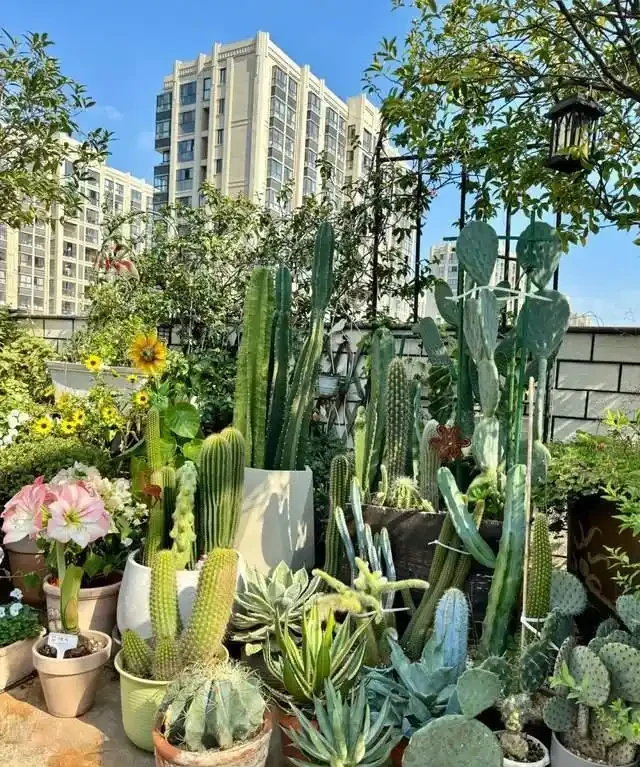 這7種植物「製氧能力」太強,不喜歡也該在室內養盆,對健康友好