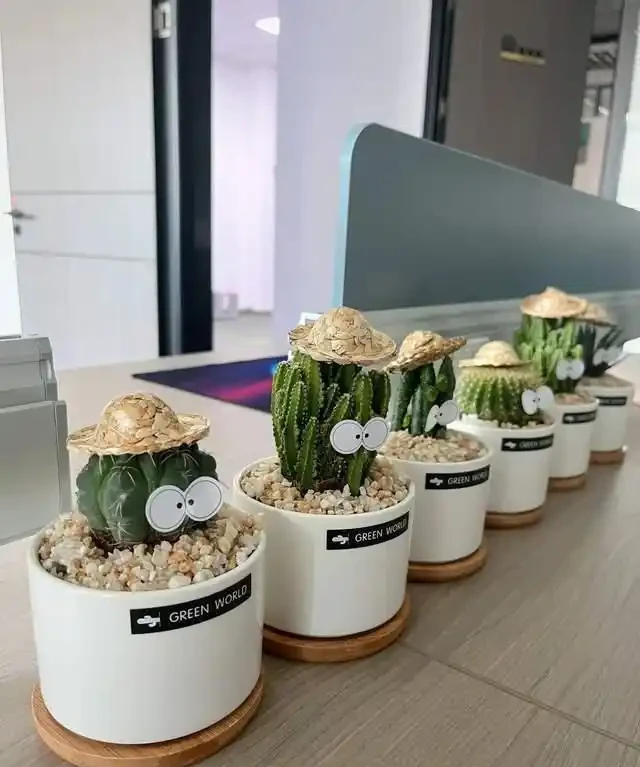 這7種植物「製氧能力」太強,不喜歡也該在室內養盆,對健康友好
