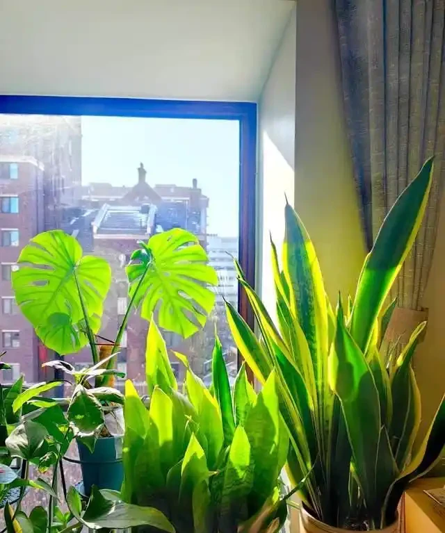 這7種植物「製氧能力」太強,不喜歡也該在室內養盆,對健康友好