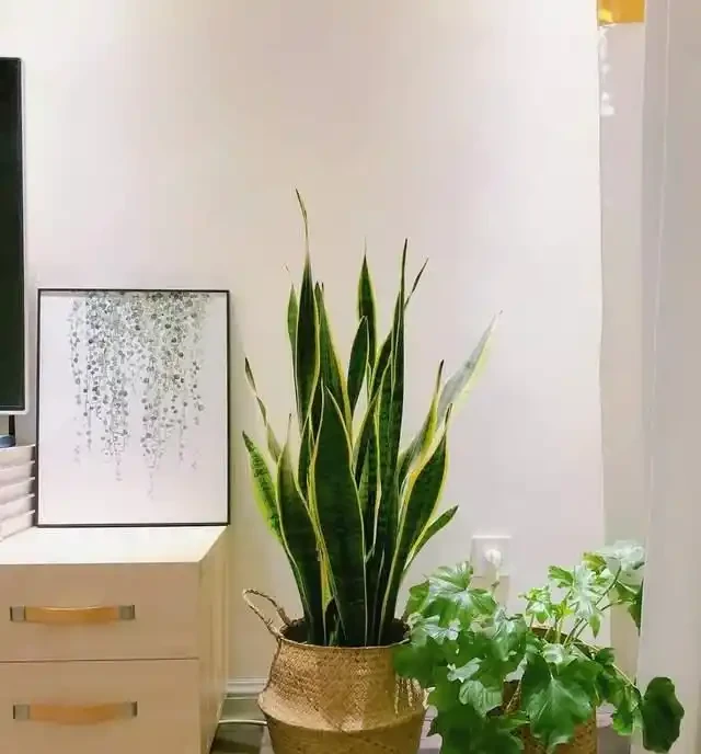 這7種植物「製氧能力」太強,不喜歡也該在室內養盆,對健康友好
