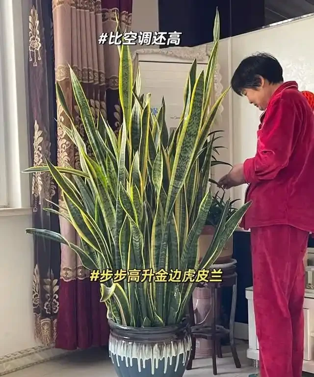 這7種植物「製氧能力」太強,不喜歡也該在室內養盆,對健康友好