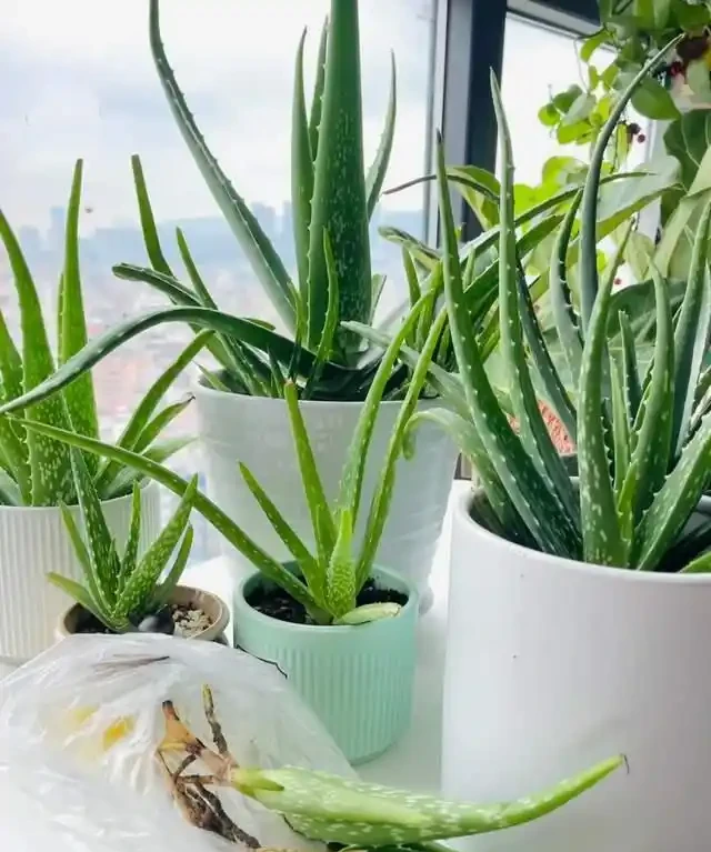 這7種植物「製氧能力」太強,不喜歡也該在室內養盆,對健康友好