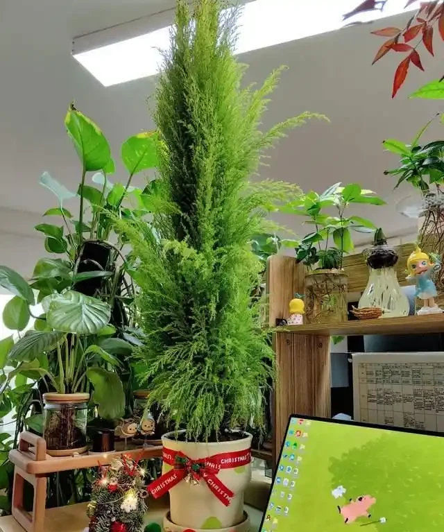 這7種植物「製氧能力」太強,不喜歡也該在室內養盆,對健康友好