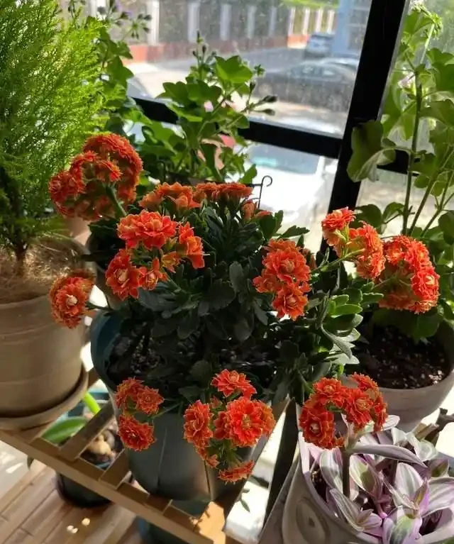 這7種植物「製氧能力」太強,不喜歡也該在室內養盆,對健康友好