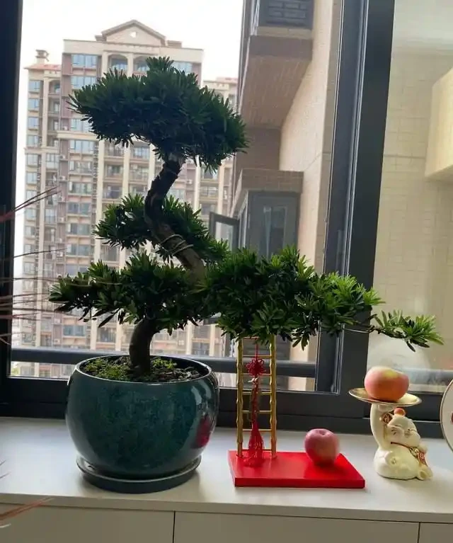 這7種植物「製氧能力」太強,不喜歡也該在室內養盆,對健康友好
