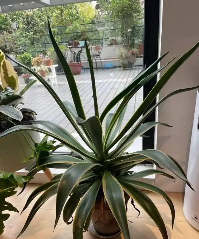 這7種植物「製氧能力」太強,不喜歡也該在室內養盆,對健康友好