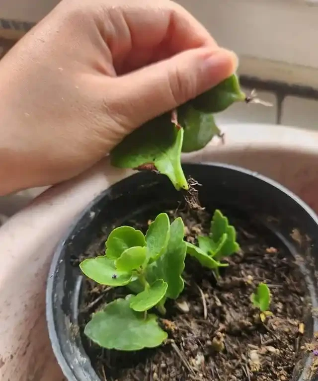這7種植物「製氧能力」太強,不喜歡也該在室內養盆,對健康友好