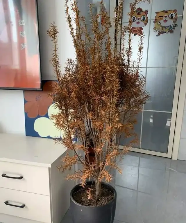 這7種植物「製氧能力」太強,不喜歡也該在室內養盆,對健康友好