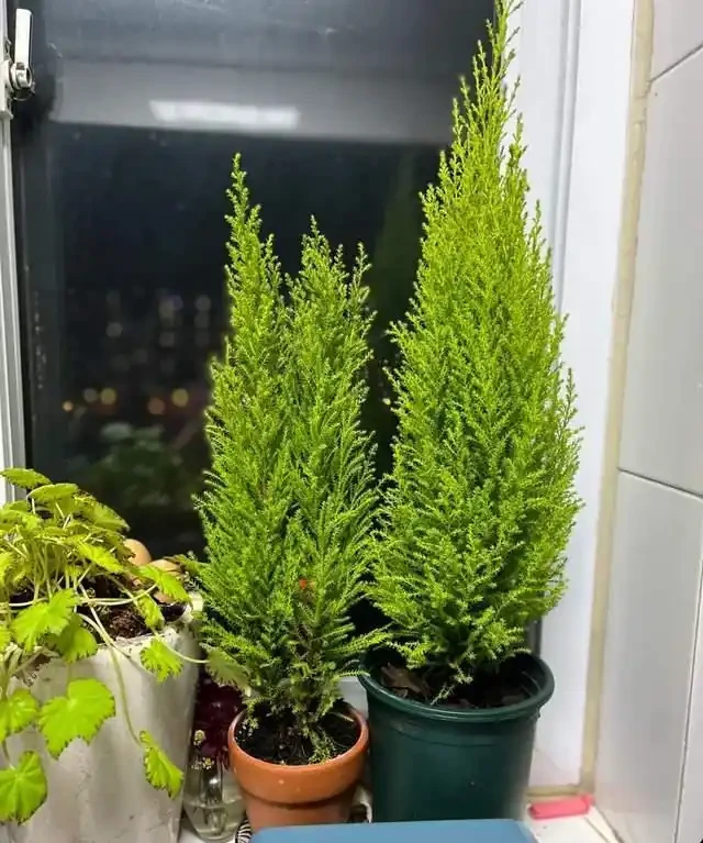 這7種植物「製氧能力」太強,不喜歡也該在室內養盆,對健康友好