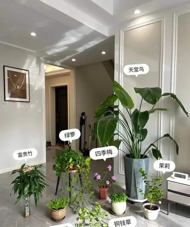 這7種植物「製氧能力」太強,不喜歡也該在室內養盆,對健康友好