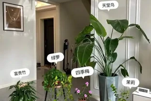 這7種植物「製氧能力」太強，不喜歡也該在室內養盆，對健康友好