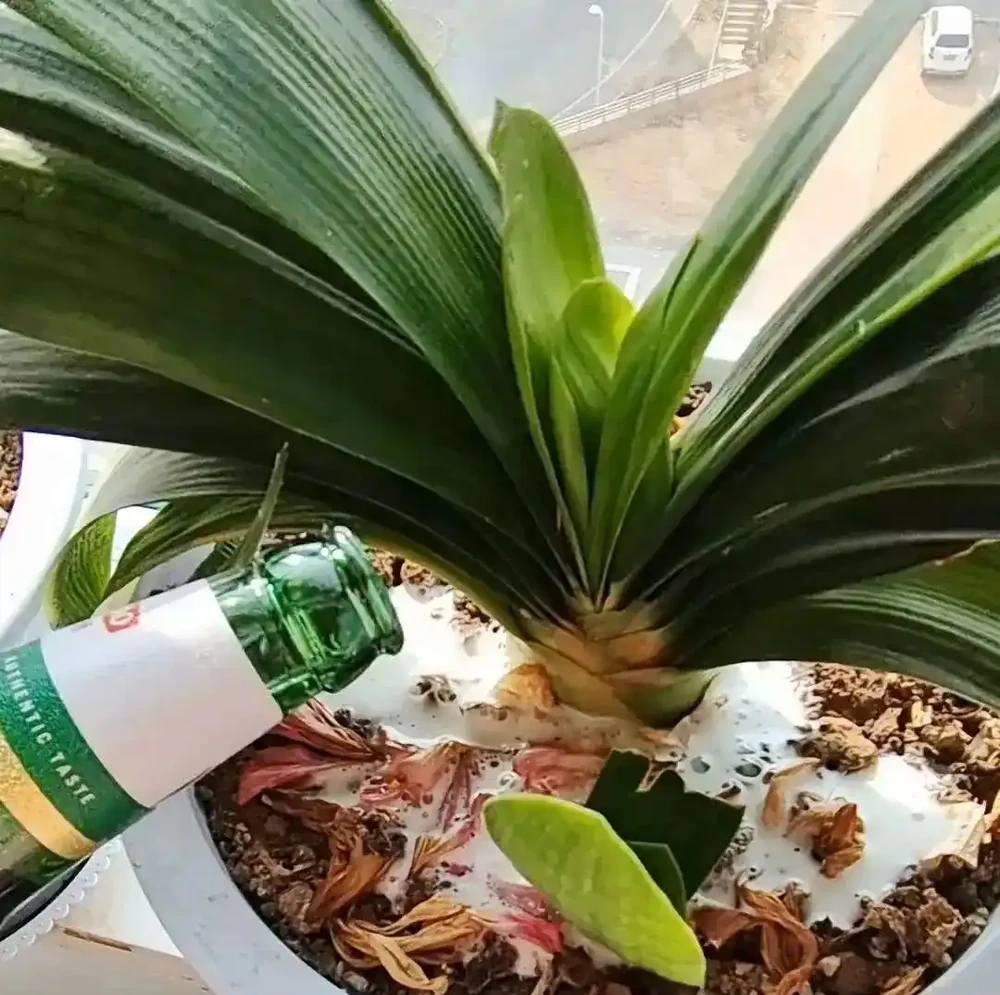 過期啤酒別扔!澆花有奇效,這5種花澆完直接開爆!