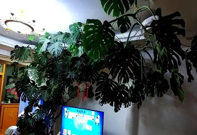 千萬別養龜背芋,容易長成「巨無霸」,老人說:陰氣重,拔了!