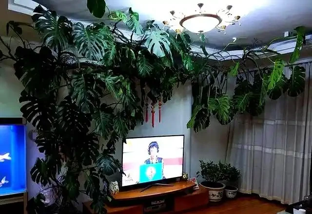 千萬別養龜背芋,容易長成「巨無霸」,老人說:陰氣重,拔了!