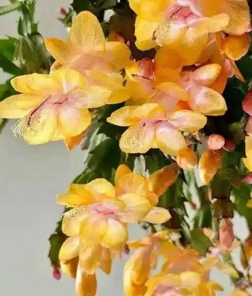 過期啤酒別扔!澆花有奇效,這5種花澆完直接開爆!