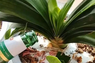 過期啤酒別扔！澆花有奇效，這5種花澆完直接開爆！