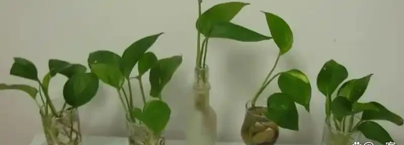 水耕黃金葛裡放什麼長得快?水耕黃金葛的方法