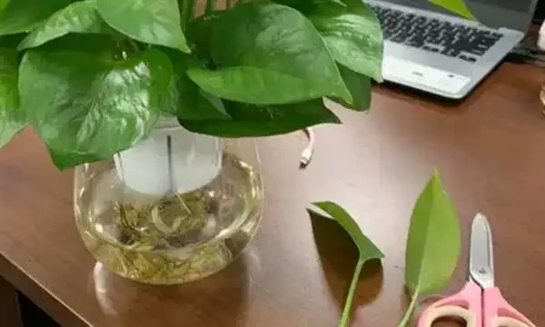 水耕黃金葛裡放什麼長得快?水耕黃金葛的方法