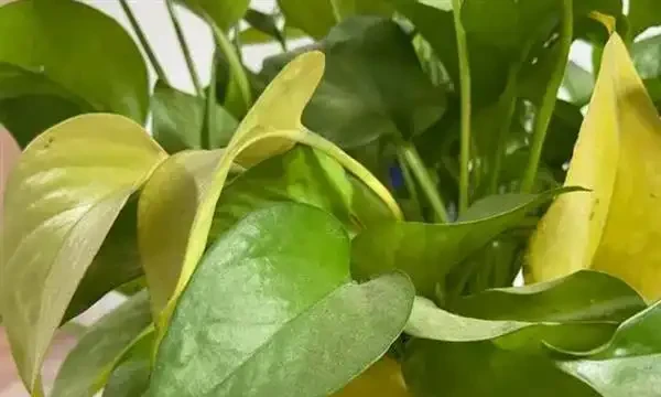 水耕黃金葛裡放什麼長得快?水耕黃金葛的方法