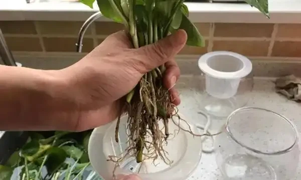 水耕黃金葛裡放什麼長得快?水耕黃金葛的方法