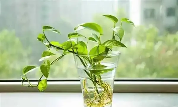 水耕黃金葛裡放什麼長得快?水耕黃金葛的方法