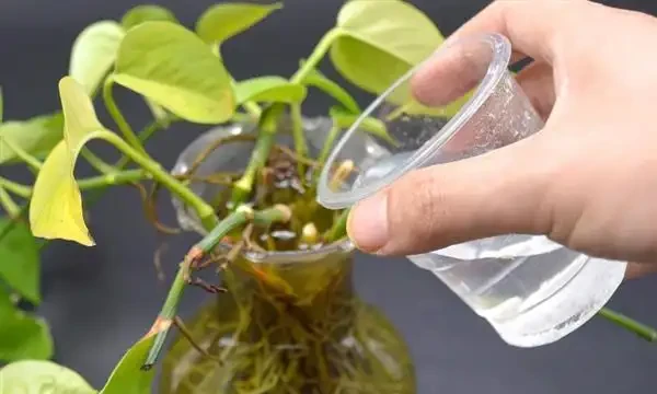 水耕黃金葛裡放什麼長得快?水耕黃金葛的方法
