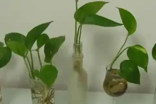 水耕黃金葛裡放什麼長得快？水耕黃金葛的方法