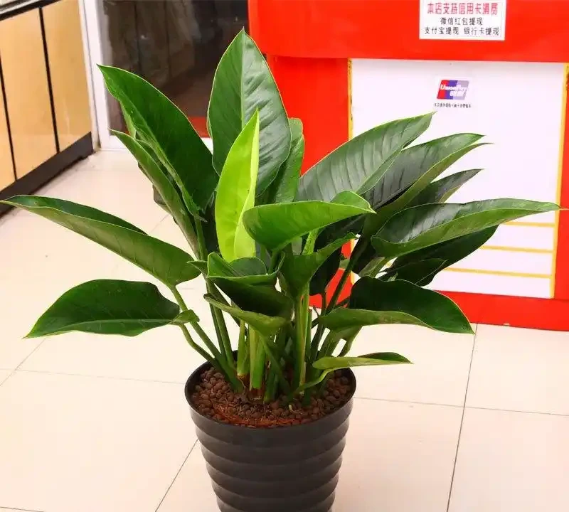大葉金鑽吸甲醛嗎?探索你家綠植的淨化能量