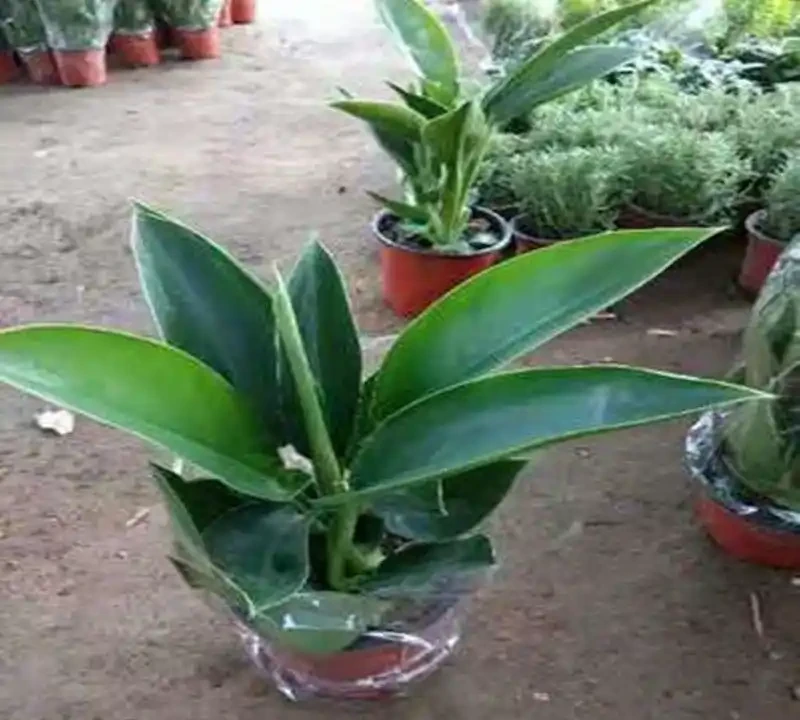 大葉金鑽吸甲醛嗎?探索你家綠植的淨化能量