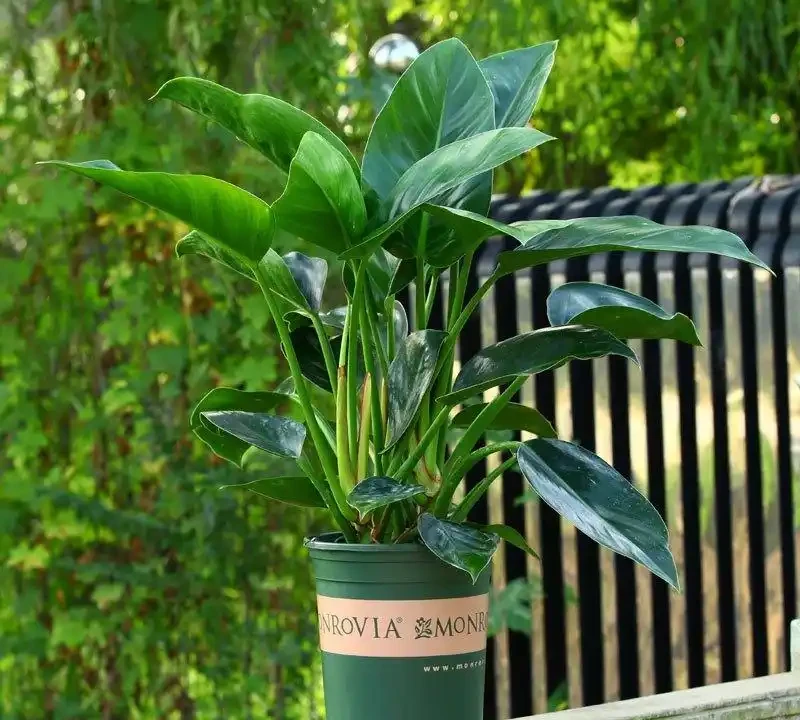 大葉金鑽吸甲醛嗎?探索你家綠植的淨化能量