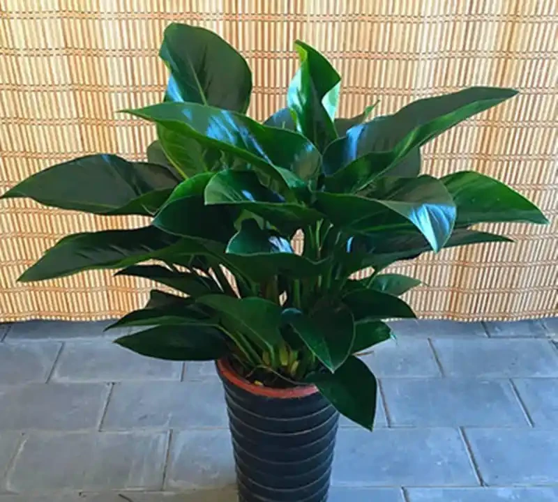 大葉金鑽吸甲醛嗎?探索你家綠植的淨化能量