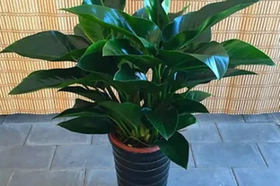 大葉金鑽吸甲醛嗎？探索你家綠植的淨化能量