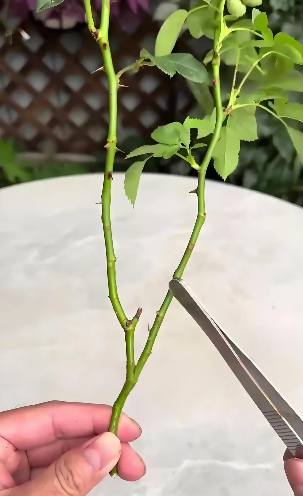 月季花快速插枝長根指南:抓住關鍵,高效繁殖