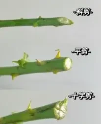 網購鮮花翻車?教你各類鮮花急救法,蔫花30分鐘原地復活!