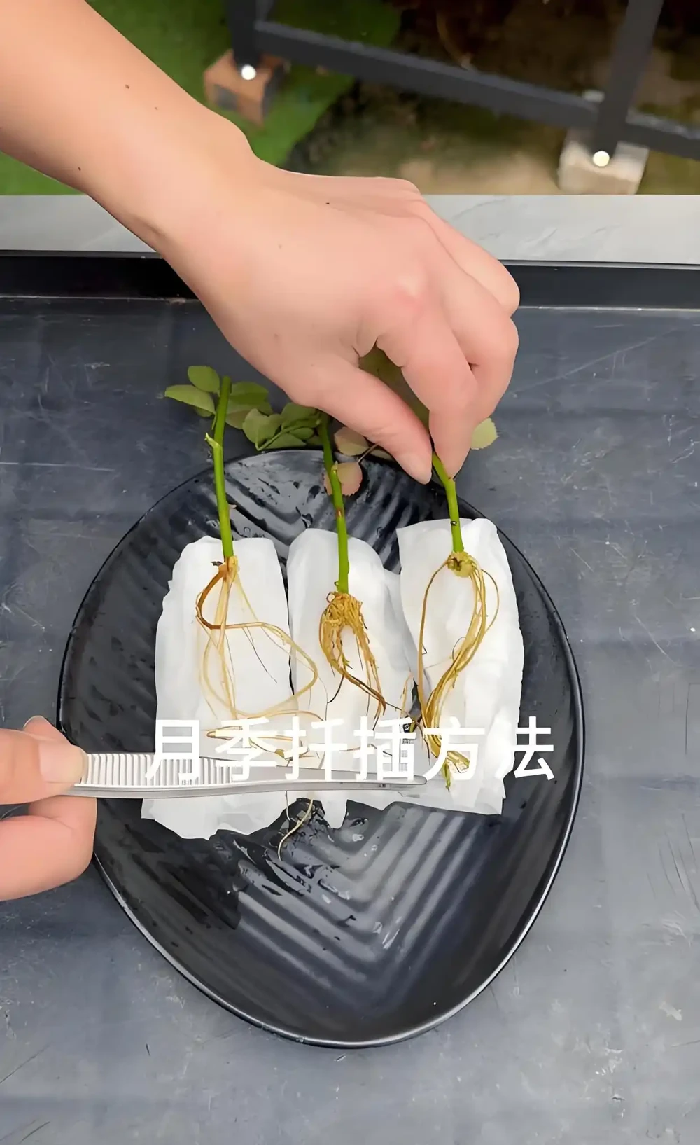 月季花快速插枝長根指南:抓住關鍵,高效繁殖