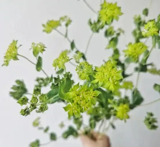 網購鮮花翻車?教你各類鮮花急救法,蔫花30分鐘原地復活!