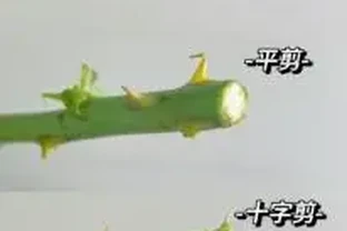 網購鮮花翻車？教你各類鮮花急救法，蔫花30分鐘原地復活！