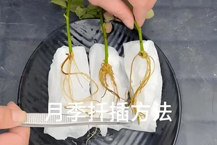 月季花快速插枝長根指南：抓住關鍵，高效繁殖